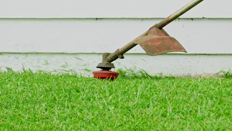 Best Lawn Disease Treatment  in USA